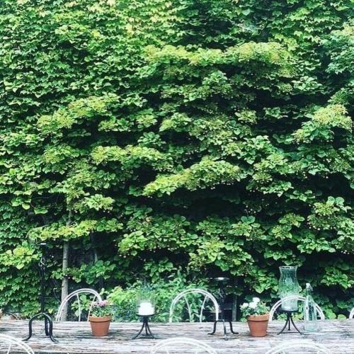 a group of tables in front of a large tree at Church Des Artistes in Kingston