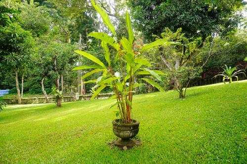 a plant in a pot in a field of grass at Quinta Playa Blanca in Punta Leona