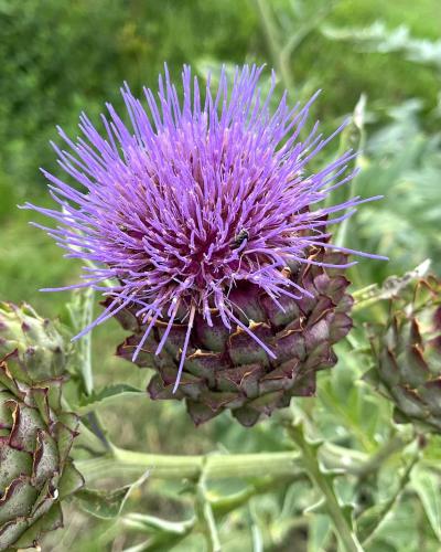 a close up of a purple flower on a plant at VILLA PATTY ASSISI con SPA in Assisi
