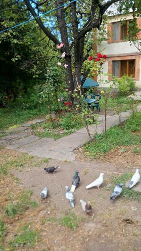 a group of birds on the ground in a yard at Hayk in Sanain