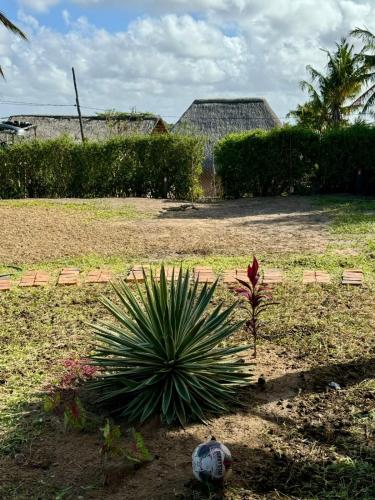 a plant in the middle of a yard at Casa Vermelha in Praia do Tofo