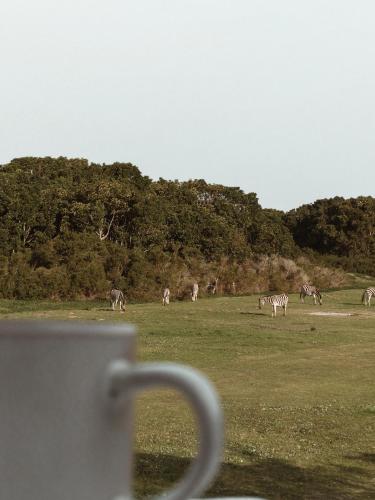 a herd of zebras grazing in a field at Stanley Island in Plettenberg Bay