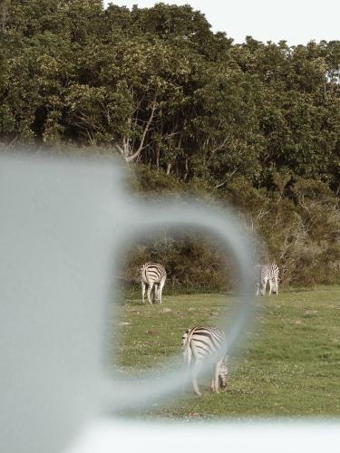 a group of zebras grazing in a field at Stanley Island in Plettenberg Bay