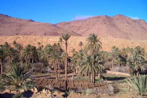 a group of palm trees and mountains in the desert at Maison Ich chez Abdel in Ich