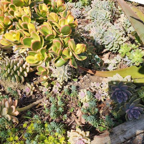 a group of succulent plants in a garden at Oneroa Bay View Apartment in Oneroa