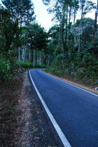 an empty road in the middle of a forest at Coorg Sunway home stay in Madikeri