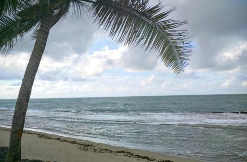 a palm tree on a beach with the ocean at Deluxe Beach Condo in Dorado in Dorado