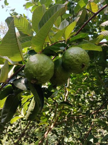 a bunch of green fruit on a tree at The Lotus Villa Sigiriya in Sigiriya