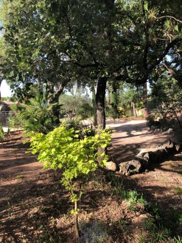 a tree with green leaves next to a road at Sous les pins parasols in Vidauban