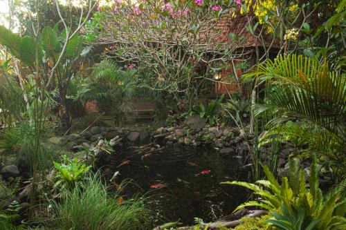 a garden with a pond and many plants at Cokro Hinggil - Traditional View in Sleman