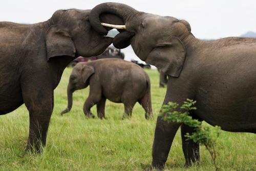 two elephants playing with each other in a field at Rana Treehouse in Piduragala