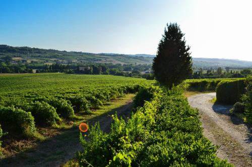 a path through a vineyard with a tree in the middle at Dante Country House - Casa con Piscina Privata e Jacuzzi tra Firenze e Chianti in Scandicci