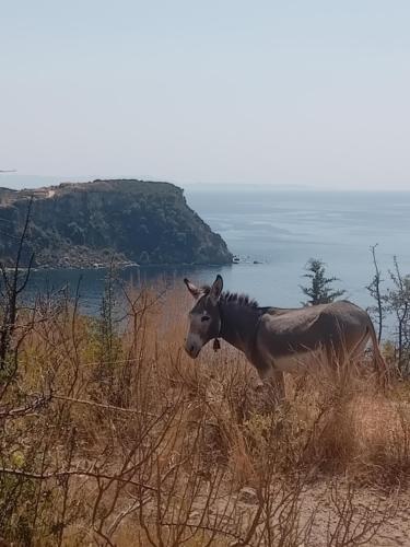 a gazelle standing on top of a hill at Paradise View in Himare