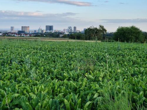 a field of broccoli with a city in the background at Bungalow, Uneinsehbar, 8 Personen maximal, 3 Personen oben, 5 unten in Eschborn