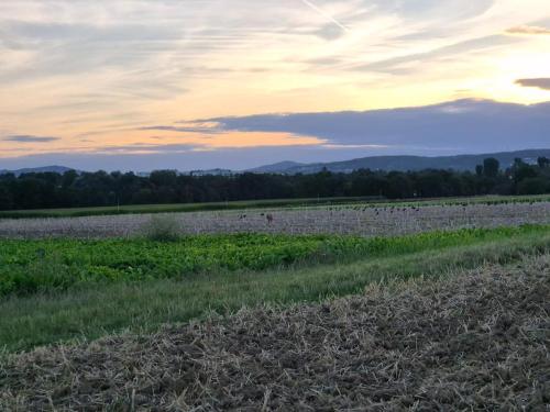 a field with a group of animals in the distance at Bungalow, Uneinsehbar, 8 Personen maximal, 3 Personen oben, 5 unten in Eschborn