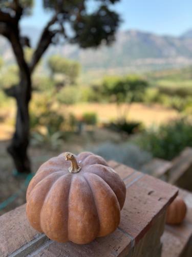 a pumpkin sitting on top of a wooden table at B&B CASA MARTINA in Giungano
