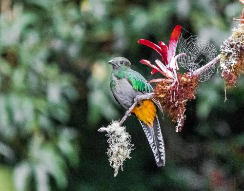 a bird sitting on a branch of a flower at S Natura Birding and Photography in Villa Mills