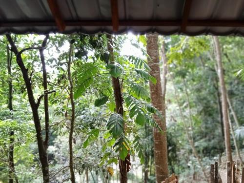 a tree in the jungle with leaves at Jonny's Places in Tetebatu