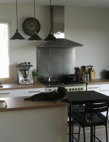 un chat qui pose sur un comptoir dans une cuisine dans l'établissement Chez Muriel et Elain, à Culmont