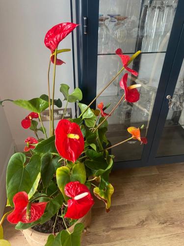 a potted plant with red flowers in a vase at Harbour Sound Apartment, Ballycastle, Causeway Coast in Ballycastle