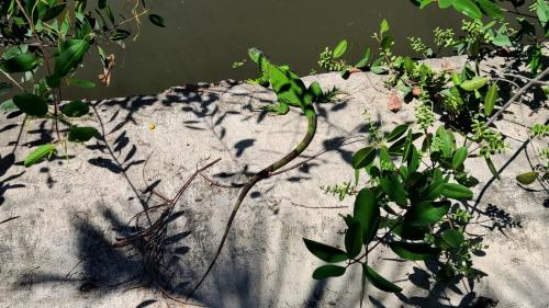 a group of plants growing on a rock at Casa Virgilio B&B in Nuevo Vallarta 