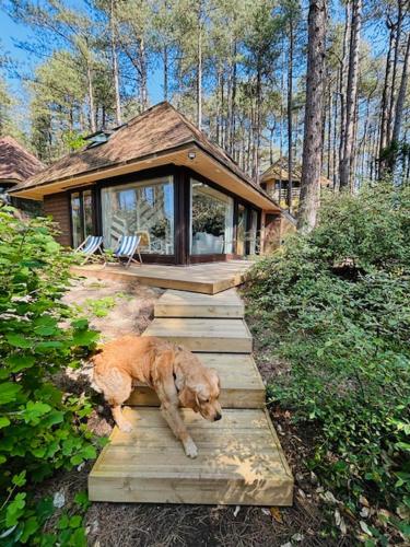 un chien pondant sur les marches d'une maison dans l'établissement 800m mer- La maison sous les pins-rénovée 2024, à Neufchâtel-Hardelot