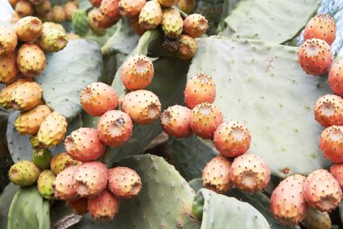 a close up of a cactus plant with red flowers at Hotel Son Trobat Wellness & Spa in Sant Llorenç des Cardassar