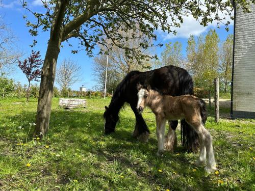 a horse and a baby horse standing in the grass at Het Tinkerparadijs, paarden, rust en ruimte. in Burgh Haamstede