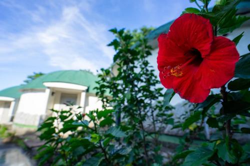 a red flower on a bush in front of a house at Jomon no Yado Manten in Yakushima