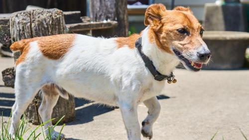 a brown and white dog walking on the sidewalk at El Patio Ranch in Aso