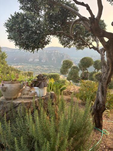 a garden with potted plants and a tree at B&B CASA MARTINA in Giungano