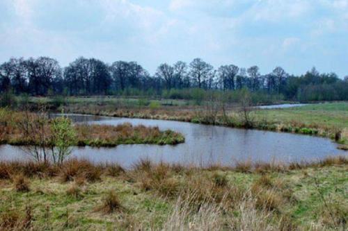 a pond in a field with trees in the background at Emslander Comfort 6-Speciaal 43 in Vlagtwedde