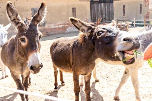 two donkeys are standing next to each other at Tinyhaus im Eselgarten in Lommatzsch