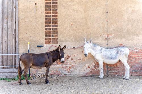 two horses are standing next to a brick wall at Tinyhaus im Eselgarten in Lommatzsch