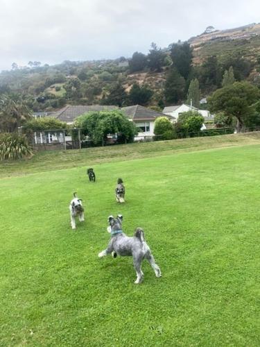 a group of dogs playing in a field at Redcliffs On Park By Sea in Christchurch