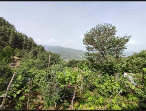a view of a hill with trees and mountains at Gest House Felau in Përmet