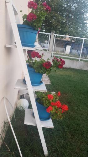 Κήπος έξω από το Alex Studio