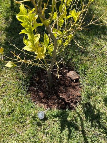 a small tree in the grass next to a turtle at Villa des tortues 3 Marrakech piscine privative sans vis à vis in Marrakech