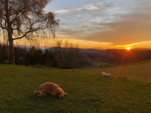 two dogs laying in a field at sunset at Gronewald's Mountain View Holidays in Grünenbach
