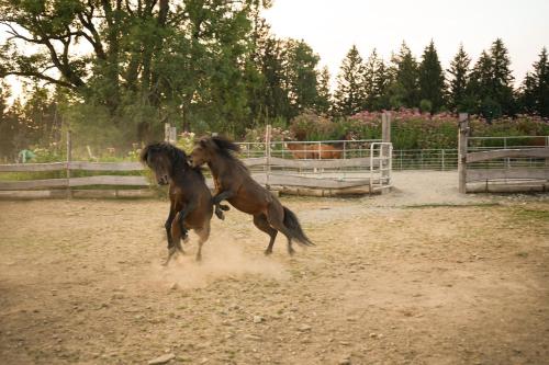 two horses are running in a dirt field at Gronewald's Mountain View Holidays in Grünenbach