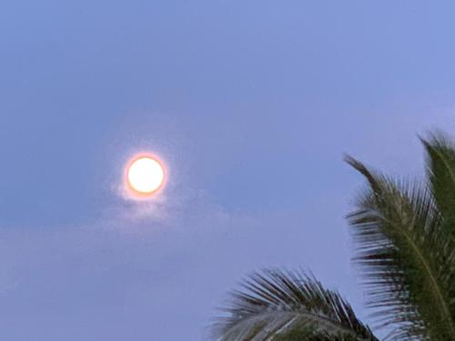 a street light with a palm tree in the foreground at Galkaduwa360 Villa in Kandy