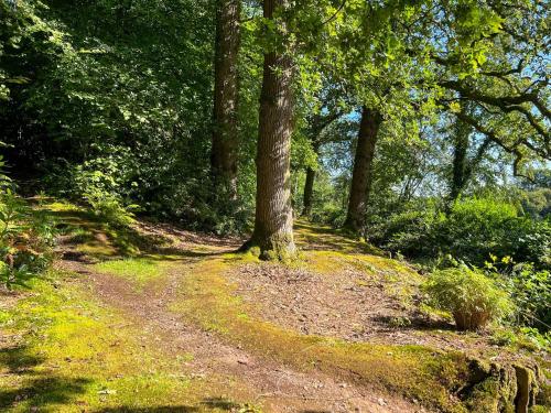 a tree on a dirt path in a forest at Bank House Longtown in Longtown