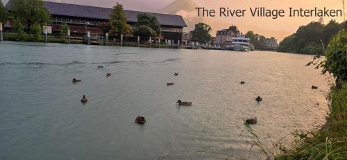 a group of ducks swimming in a river at The River Village in Interlaken