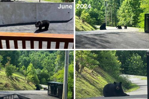 four pictures of a black bear sitting on a street at Mountain View, Indoor Pool, Luxury Cabin, Bears in Gatlinburg