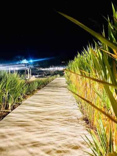 a path through a field of grass at night at Lobster Bay Lombok in Awang