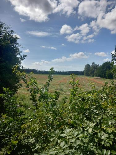 a field of grass with trees in the foreground at roulotte chez France in Oye-Plage