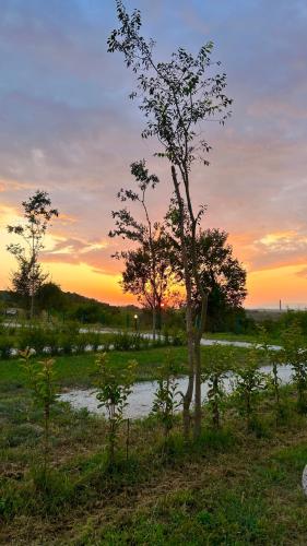 a tree in a field with a sunset in the background at Agricampeggio AL CIELO STELLATO in Valeggio sul Mincio
