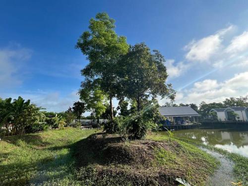 a tree sitting on the side of a river at Cozy breezing countryside Pet in Ban Khlong Sip Sam Lang