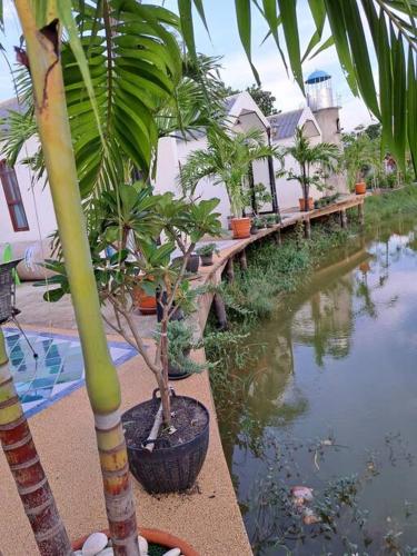 a group of plants in pots next to a body of water at Cozy breezing countryside Pet in Ban Khlong Sip Sam Lang