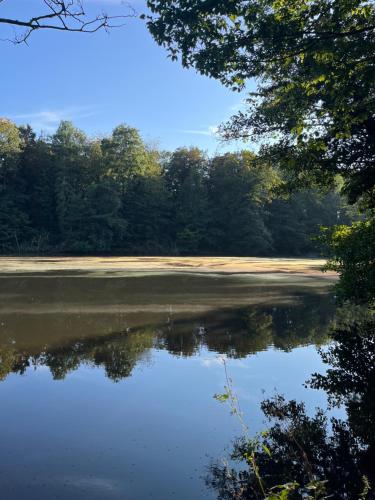 a body of water with trees in the background at Studio renové rdc terrasse wépion (Namur) in Namur